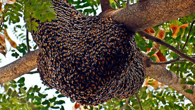 Un essaim d'abeilles chez vous ?