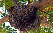 Un essaim d'abeilles chez vous ?